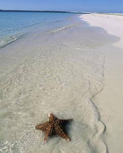 A star fish is laying in the water