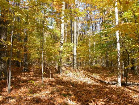 A forest filled with lots of trees covered in leaves.